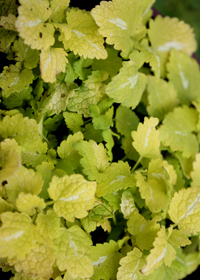 Lamium 'Lemon Frost'